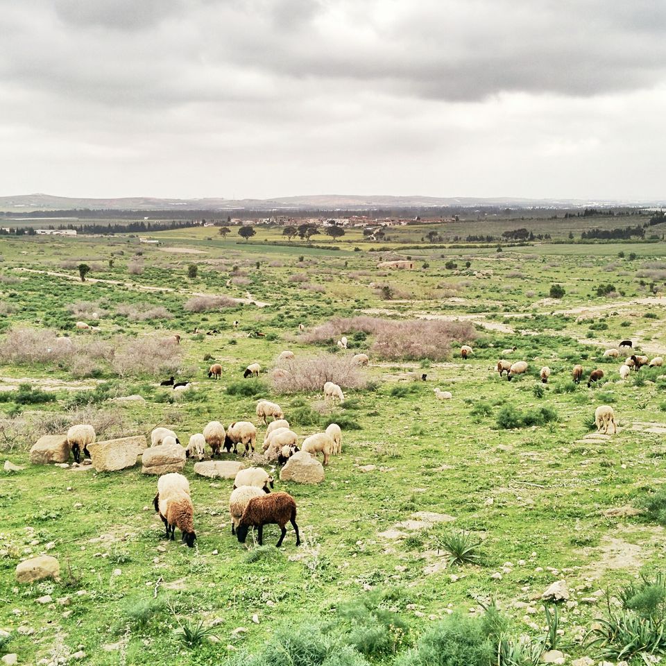 Les moutons sur les ruines ensevelies d'Uthina